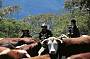 Driving the cattle
