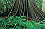 Giant Rainforest Trees