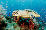 Turtles galore