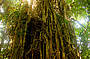CLOHSEY RIVER FIG