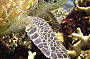Turtle exploring the surrounding reef